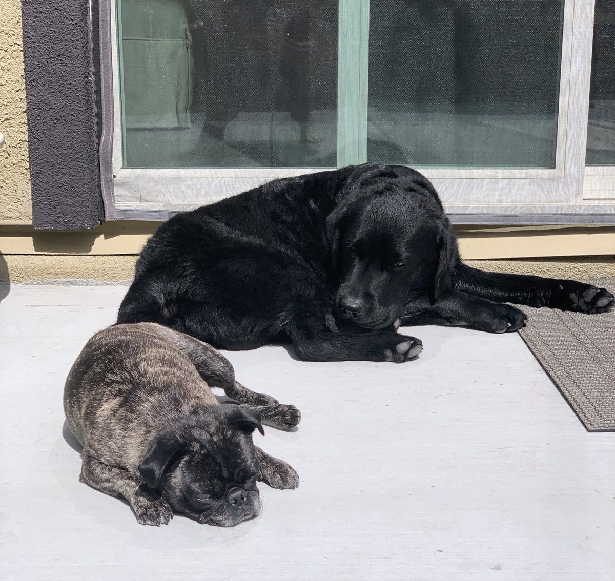 TarlyLabrador's tweet photo. Go green with us.
We support solar! ☀️ https://t.co/QTUmhZ8VQB