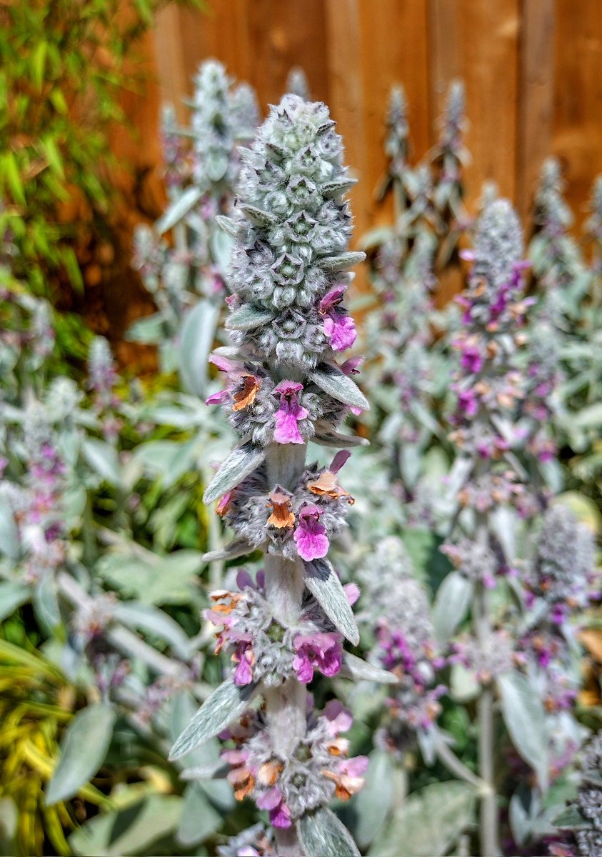 David Milligan-Croft tweet media