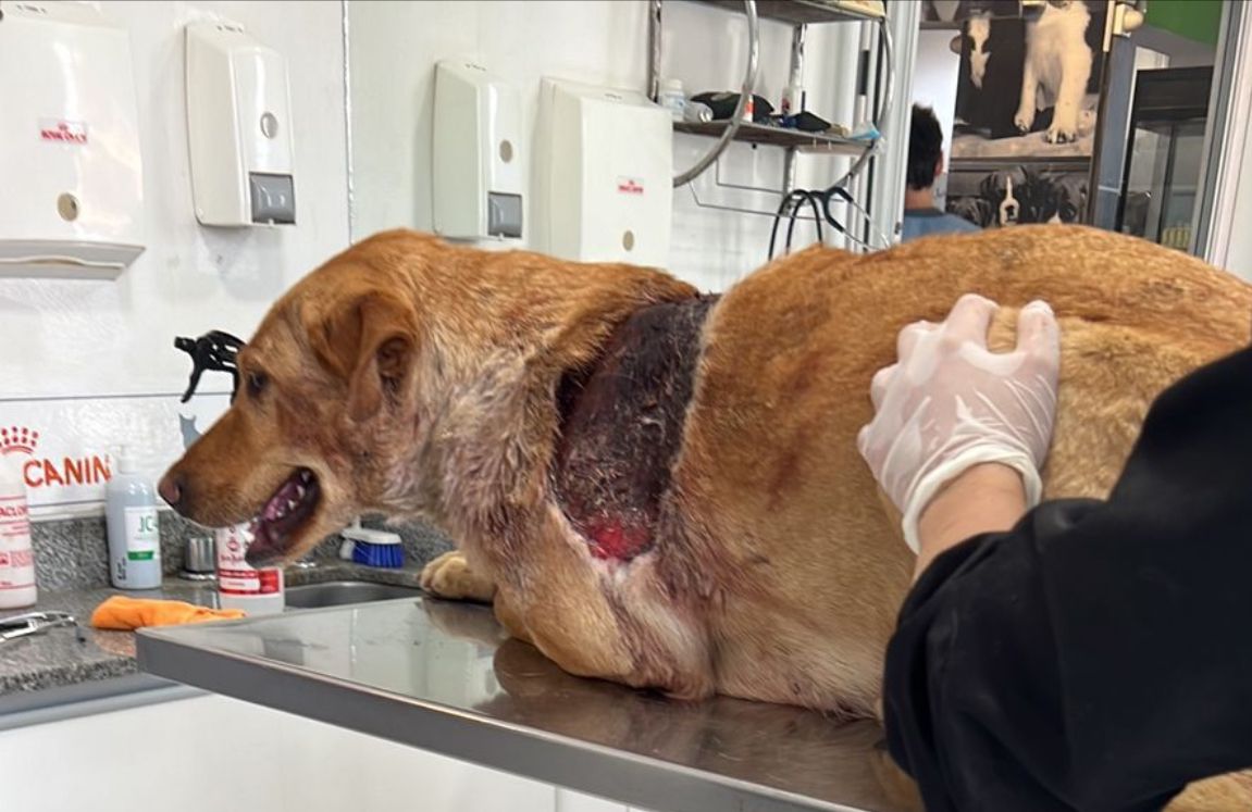 Warning!! This dog was found skinned near where I live. Many rescuers were put together and we all helped her. Her name is Esperanza ( I named her Hope). Now that she is stable and was assisted, we will make laws work. Jail Is what the responsable/s deserve. They have to pay.