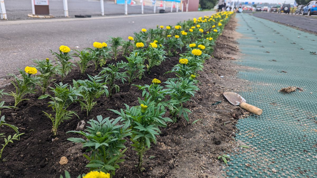 u_pura_koriyama's tweet photo. おはようございます😃

お店の前の花壇に、花の苗を植えました🌺
地域の方にもご協力をいただきましたm(_ _)m

きれいに咲きますように！

#ゆうぷら https://t.co/BCnEhW5qhb