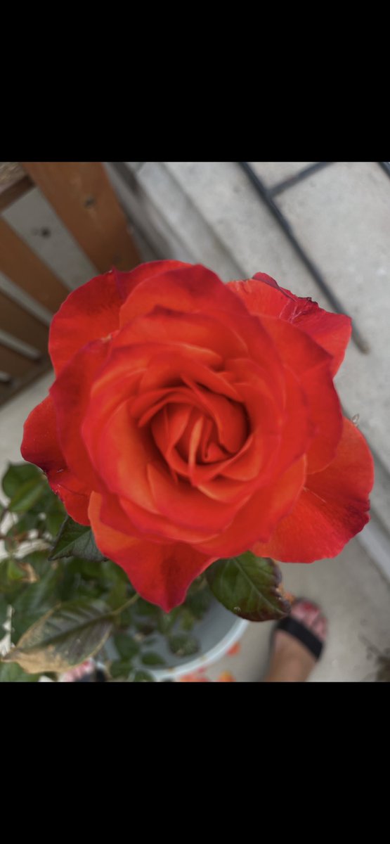 🌹 #mygarden #roses #whatmakesmehappy