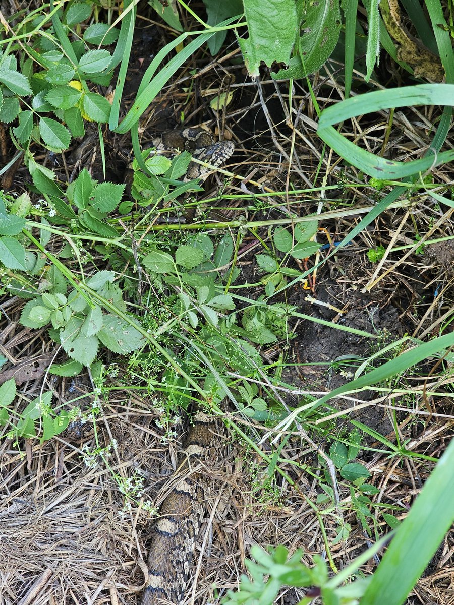 perduproject's tweet photo. Found an Eastern Milk Snake today when we were removing our old pool and leveling the ground out for the new one. It measured in at 3 1/2 feet and was relocated to the long grass 200 feet away. 😁🐍 https://t.co/csqPLio0ad