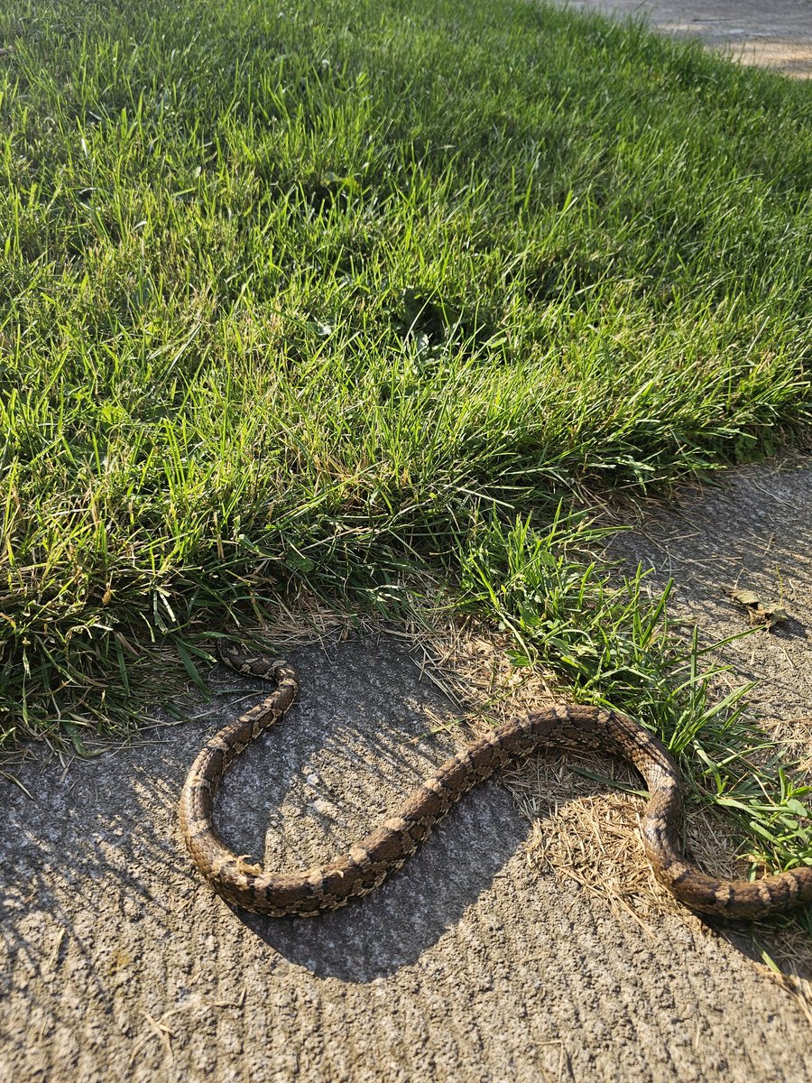 perduproject's tweet photo. Found an Eastern Milk Snake today when we were removing our old pool and leveling the ground out for the new one. It measured in at 3 1/2 feet and was relocated to the long grass 200 feet away. 😁🐍 https://t.co/csqPLio0ad