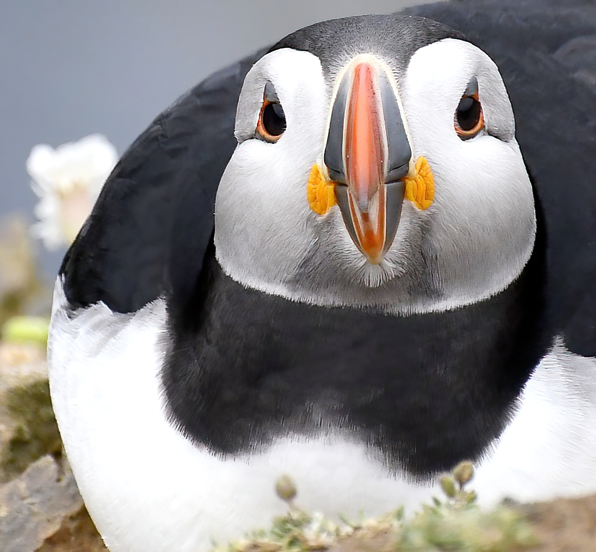 As it's Friday, I'm asking all my followers to please retweet (and comment) on this post if you see it, to help my bird account be seen!🙏😊
To make it worth sharing, here's a proud, plump Puffin checking me out! 😍😁🐦
 Thank you very much!❤️
