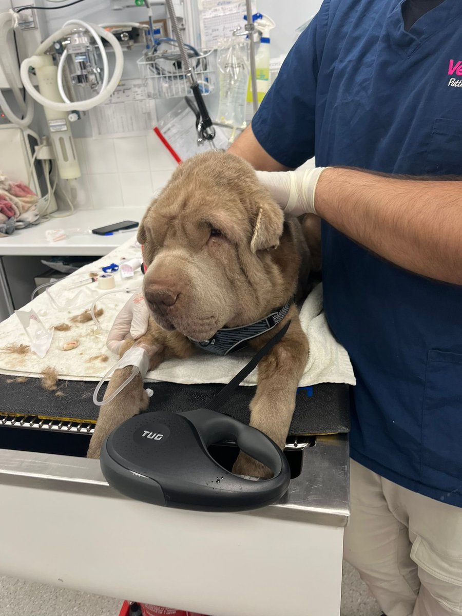 maxgeorgetrust's tweet image. What a day ! It’s relentless atm with over 77 calls to surrender dogs in one week, but today we were called out to a #SharPei that was suffering and in distress. It’s skin &amp;amp; tissue rotting, emaciated, burst abscess &amp;amp; worse, read more here facebook.com/10006531519808… 

#rescuedog