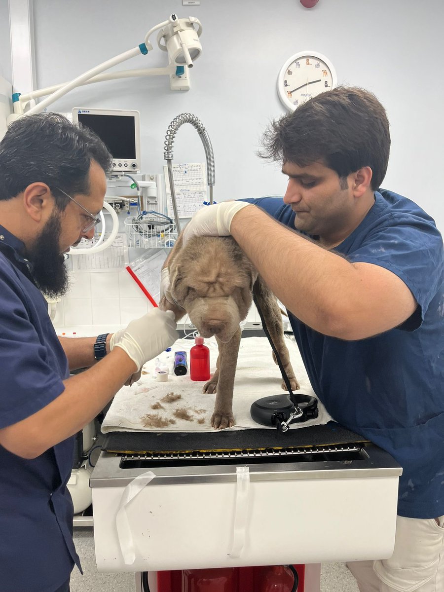 maxgeorgetrust's tweet image. What a day ! It’s relentless atm with over 77 calls to surrender dogs in one week, but today we were called out to a #SharPei that was suffering and in distress. It’s skin &amp;amp; tissue rotting, emaciated, burst abscess &amp;amp; worse, read more here facebook.com/10006531519808… 

#rescuedog