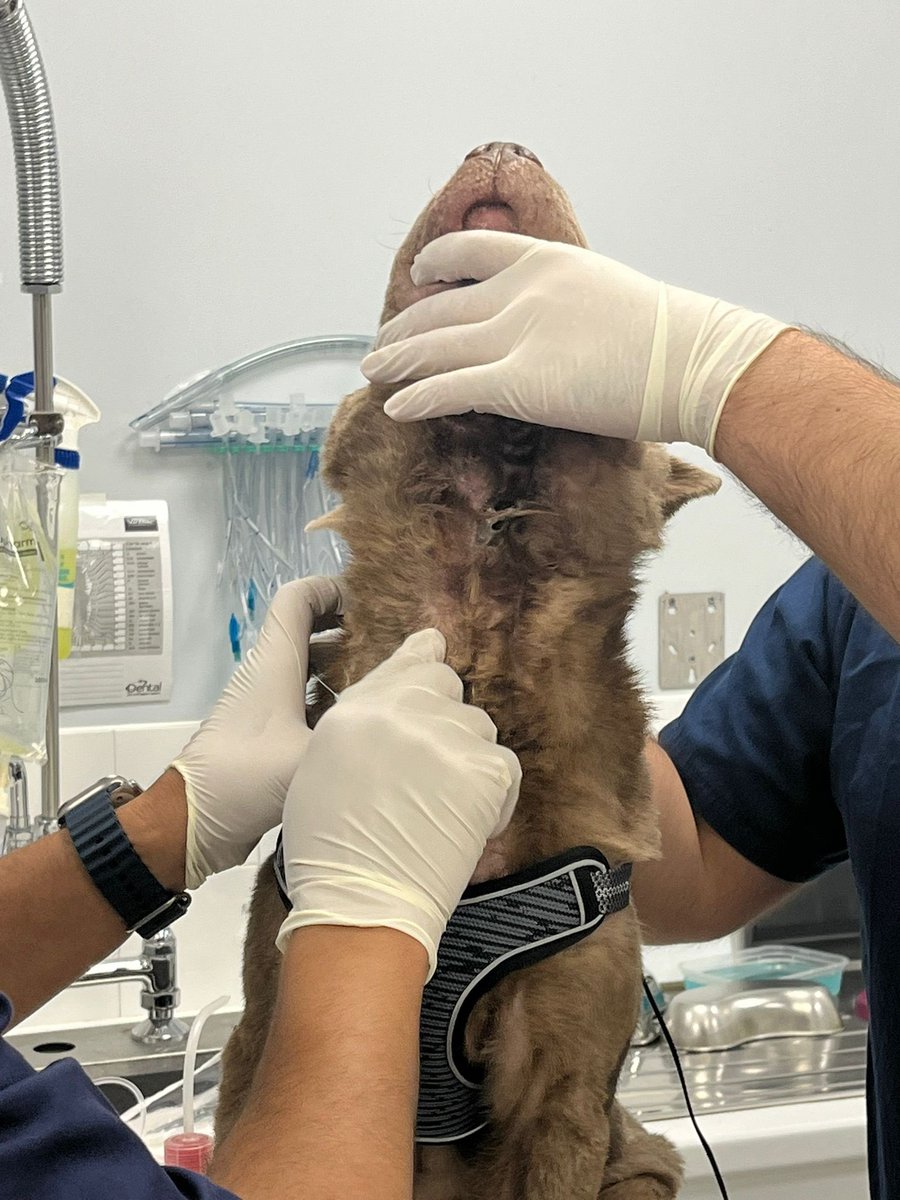 What a day ! It’s relentless atm with over 77 calls to surrender dogs in one week, but today we were called out to a #SharPei that was suffering and in distress. It’s skin &amp; tissue rotting, emaciated, burst abscess &amp; worse, read more here facebook.com/10006531519808… 

#rescuedog