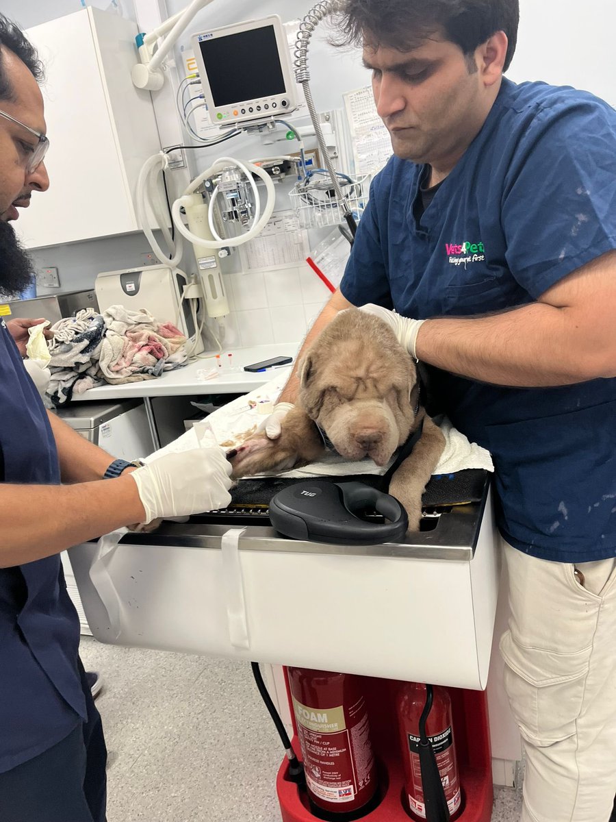 maxgeorgetrust's tweet image. What a day ! It’s relentless atm with over 77 calls to surrender dogs in one week, but today we were called out to a #SharPei that was suffering and in distress. It’s skin &amp;amp; tissue rotting, emaciated, burst abscess &amp;amp; worse, read more here facebook.com/10006531519808… 

#rescuedog