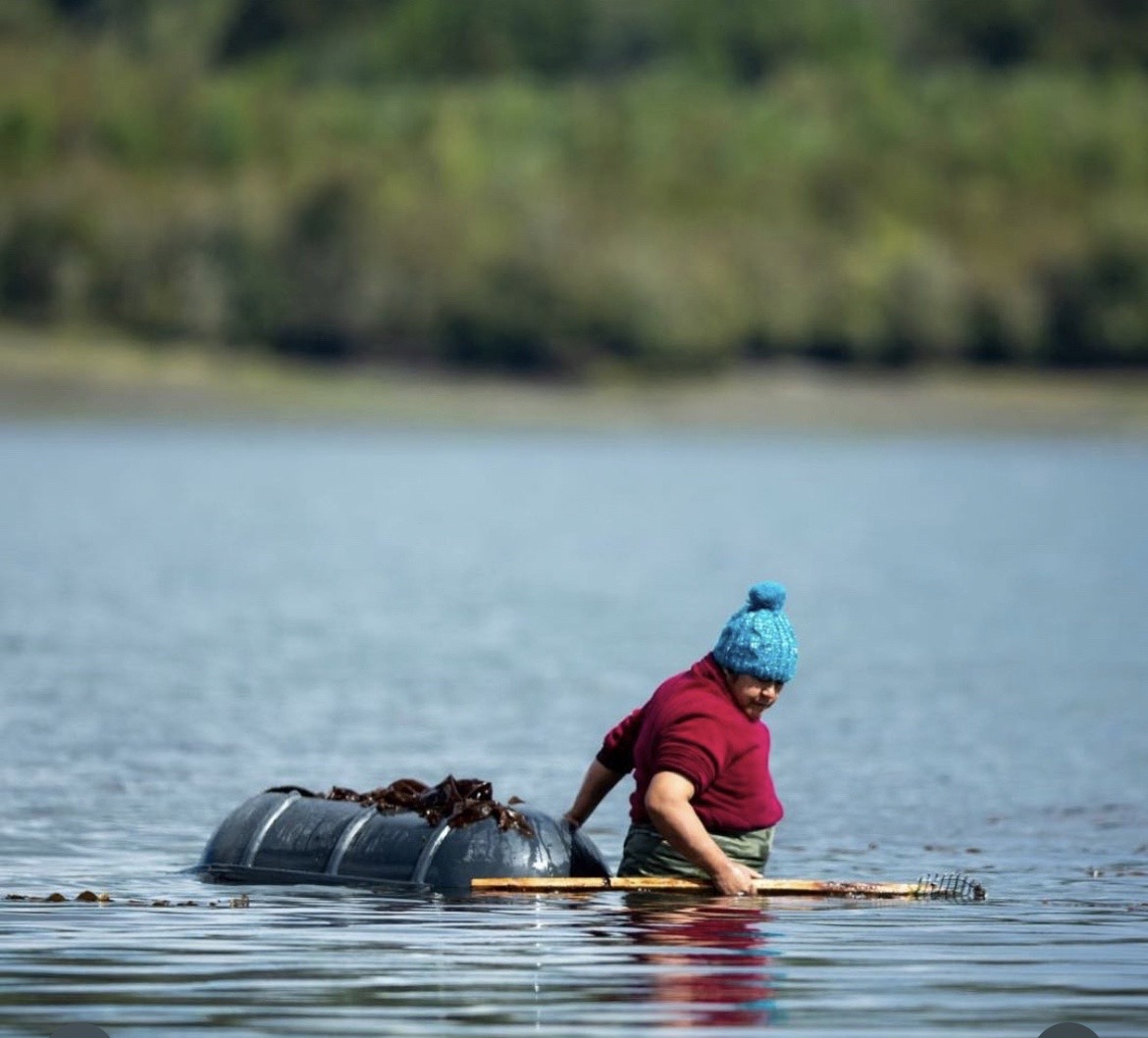 BosquesAzulesCL's tweet photo. Hoy 20 de junio celebramos el #diadelospueblosoriginarios de #chile
celebramos esa ancestral interconexión e interrelacion con el mar y por supuesto con los #bosquesazulescl #bosquesdeslgas
#wetripantu https://t.co/ILI3MndaRV