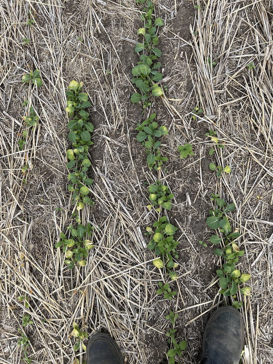 Canola has a slight touch of “Global Warming “