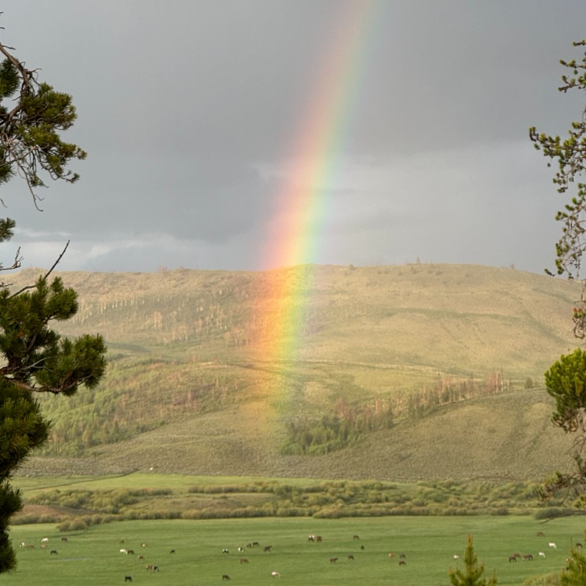 We don't mind a little rain when it creates beautiful scenes like this. 

Photo Credit: Brian Murray #CLazyU #CLazyURanch #rainbow #ranchlife #duderanch #mountains #RockyMountains #Colorado