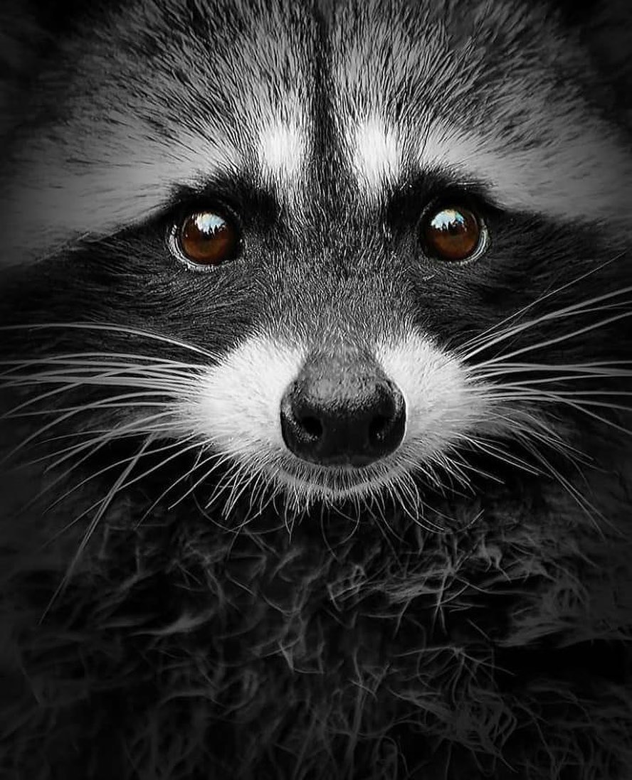 EnsedeCiencia's tweet image. La palabra Mapache proviene de "mapachtli" en lengua náhuatl, que significa "el que toma todo en sus manos". 🦝