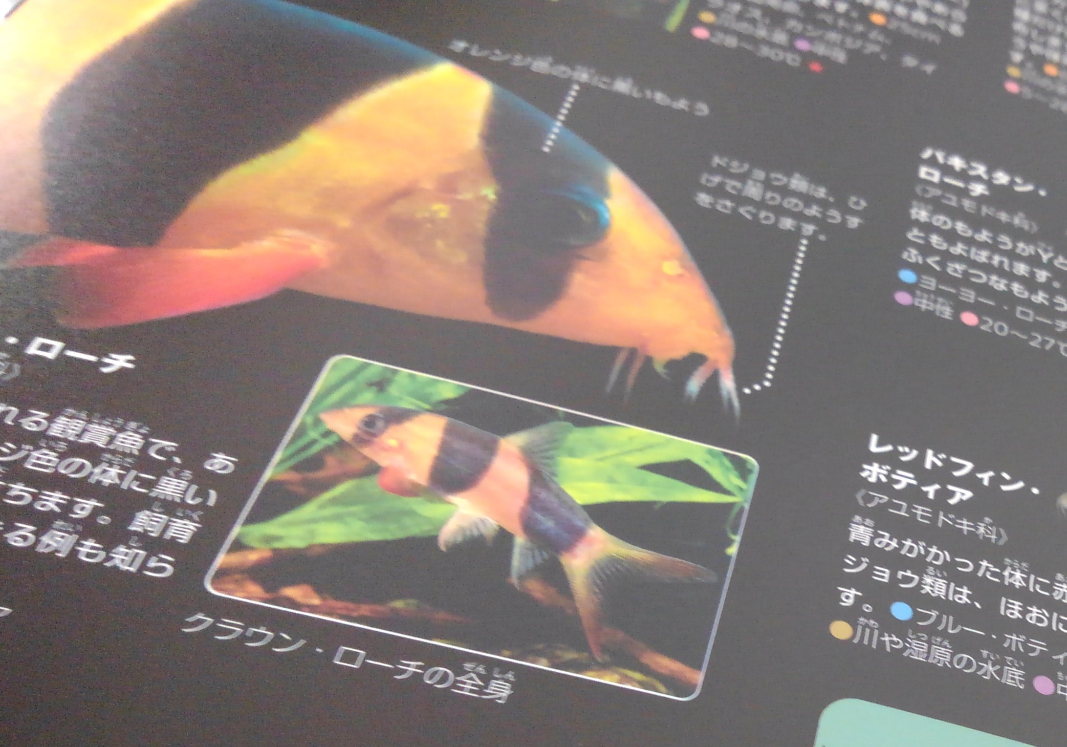 オイカワ丸 on X: 