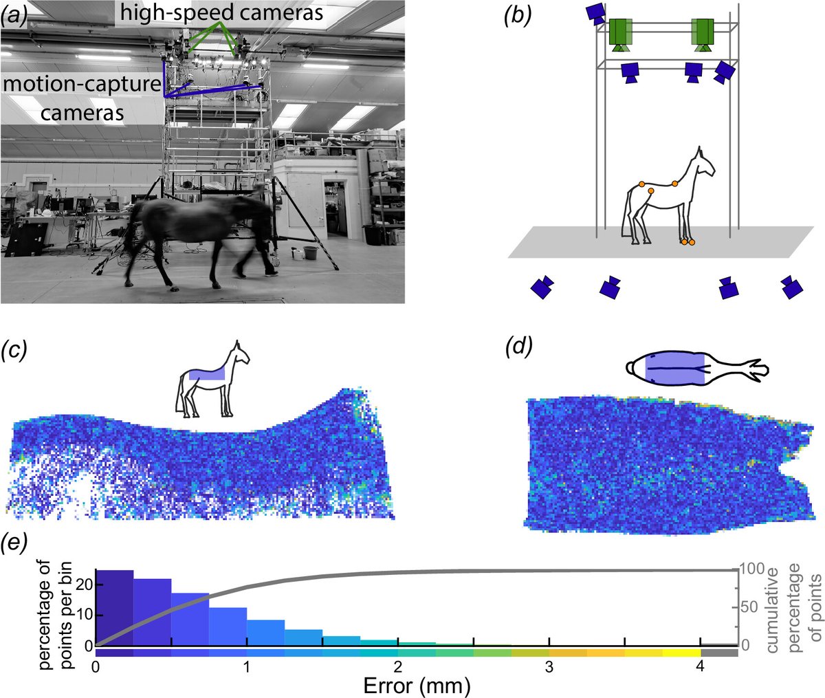 RSocPublishing's tweet image. New from #JRSocInterface: Shape change in the #saddle region of the equine back during trot and walk ow.ly/voB150Sm8tz | #Biomechanics
