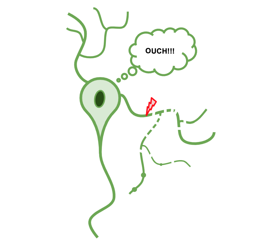 I'm delighted to share my grad student Vini's publication!  doi.org/10.1016/j.pneu… (open access to all)  One of the first major publications to come from my lab.

He started off with a very basic question: how do neurons **sense** injury to their dendrites?