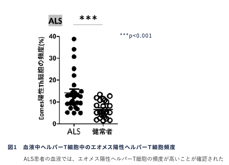 NCNP_PR's tweet photo. [世界ALSデー] 
#NCNP では #ALS 等 #神経変性疾患 の病態解明や治療法開発に向けた研究に取り組んでいます。
プレスリリース「神経変性疾患の末梢血ではエオメス陽性の神経細胞障害性T細胞が増加している～バイオマーカーおよび免疫治療の標的としての意義～」
https://t.co/aXIVR2AHO6
#worldalsday https://t.co/Rr19kLCpXC