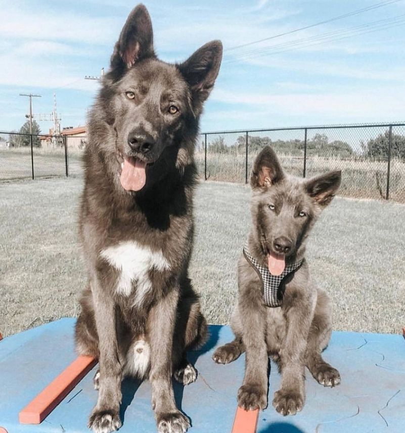 Like father, like son.