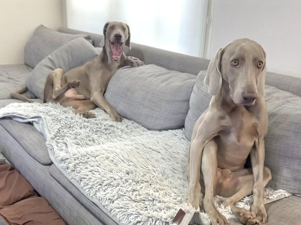 lupiloa_weim's tweet photo. 後ろのヤツがやばすぎて笑った https://t.co/WI4bEPypXw