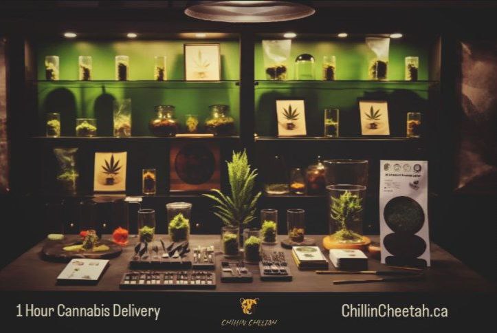 CheetahChllin's tweet photo. https://t.co/CEeEeg2PKL GTA's Fastest Cannabis Delivery Service 💥💨

#FastestWeedDelivery #FastCannabisDelivery #Cannabis #MarijuanaDelivery https://t.co/dWTatdvFNx