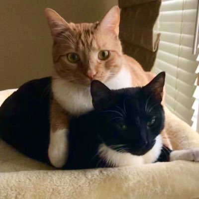 lindaworkerbee's tweet image. #PetsForBiden Boz and Lola