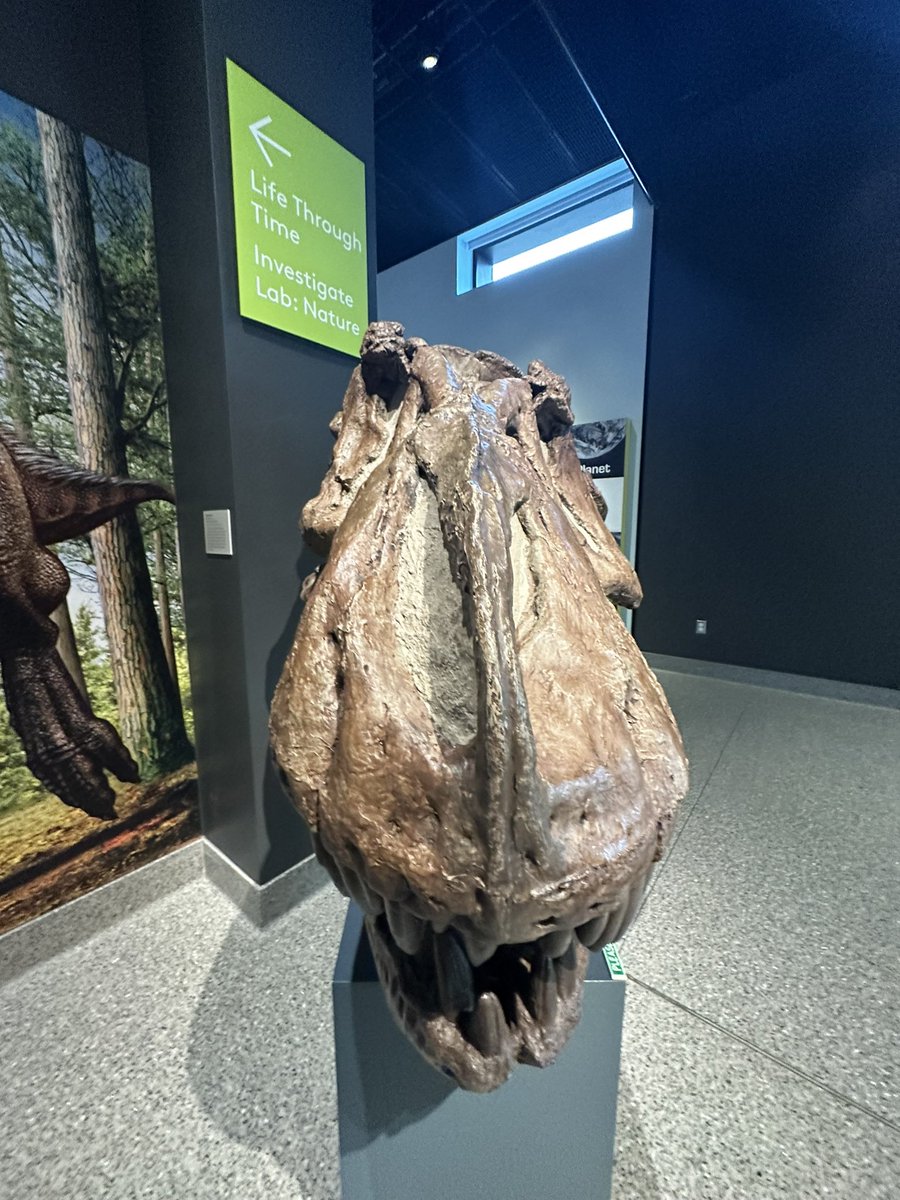 PaleoTrin's tweet image. Day 4 of #napc2024! Went to computational paleontology this morning and in the afternoon went to the natural history museum! (This of course means goofing around with theropod skulls). They also had a lovely edmontosaurus skull which made my hadrosaur loving heart melt!