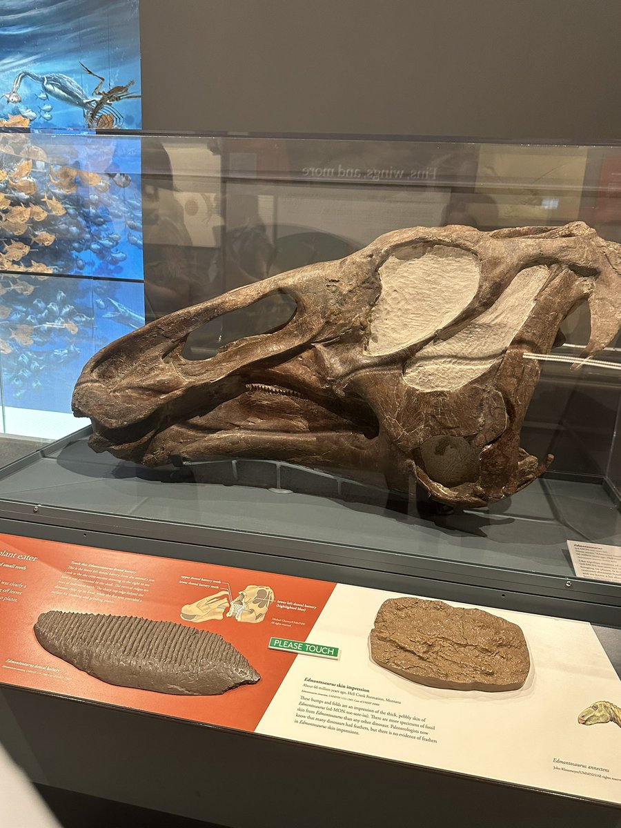 PaleoTrin's tweet image. Day 4 of #napc2024! Went to computational paleontology this morning and in the afternoon went to the natural history museum! (This of course means goofing around with theropod skulls). They also had a lovely edmontosaurus skull which made my hadrosaur loving heart melt!