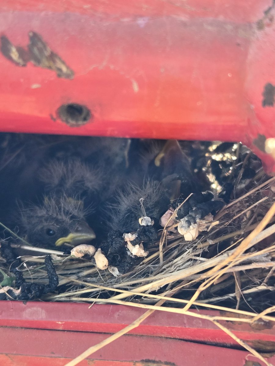 We have a few baby birdies nesting in one of our machines at the golfcourse. Needless to say we won't be using that sweeper for awhile. So sweet.