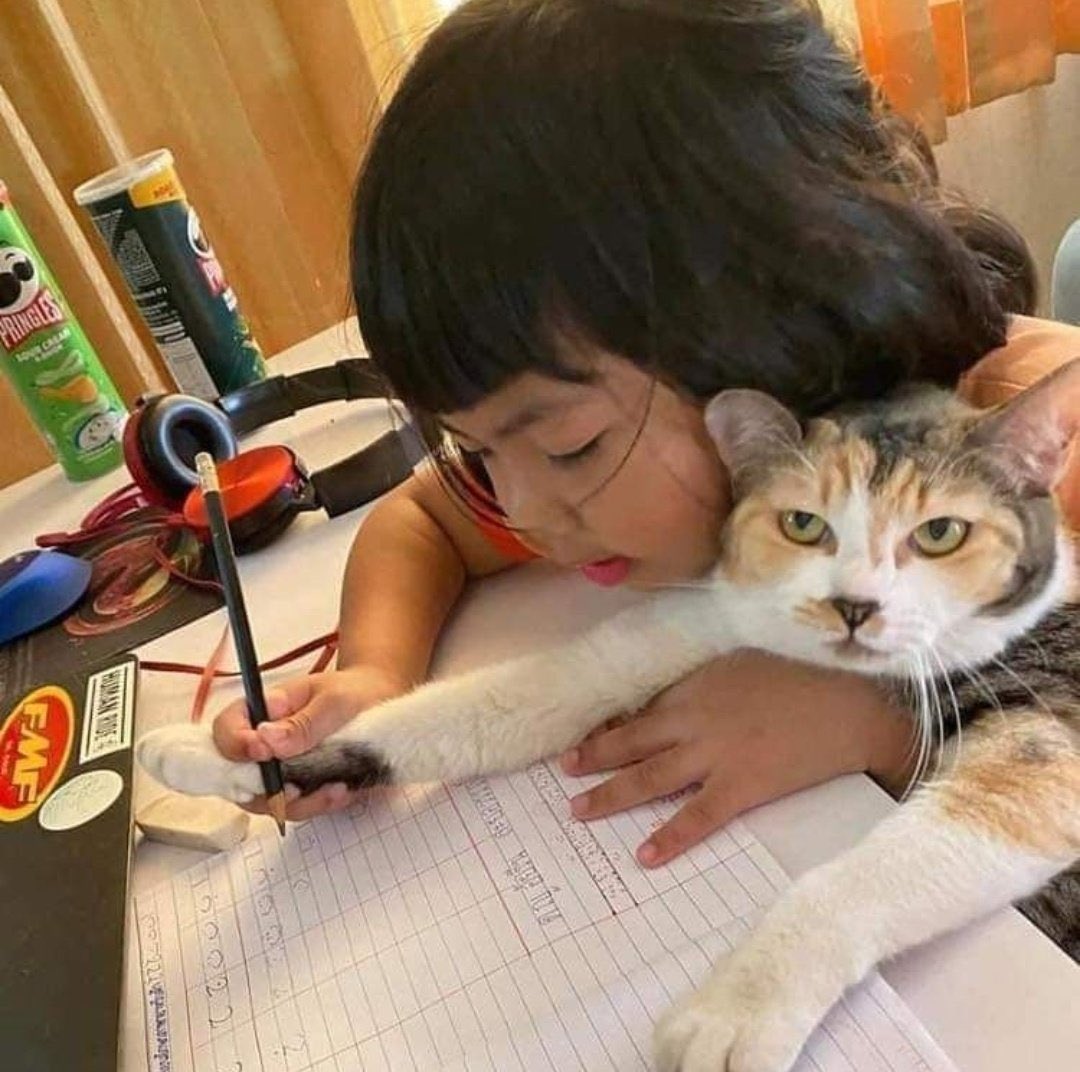 Gekikawa_Dbts's tweet photo. 宿題に付き合わされてる猫 https://t.co/UvU7NVVo9U