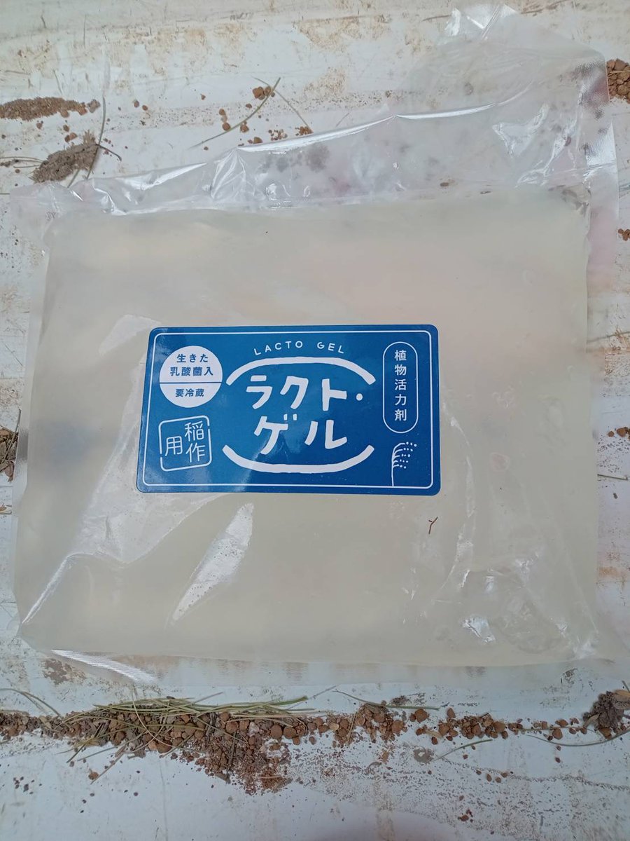 addplants's tweet photo. 古今嵯峨米に植物活力剤を投入しましました！
元気に育ってねぇ～！！！！！

＠松 https://t.co/I2RbQiZxys
