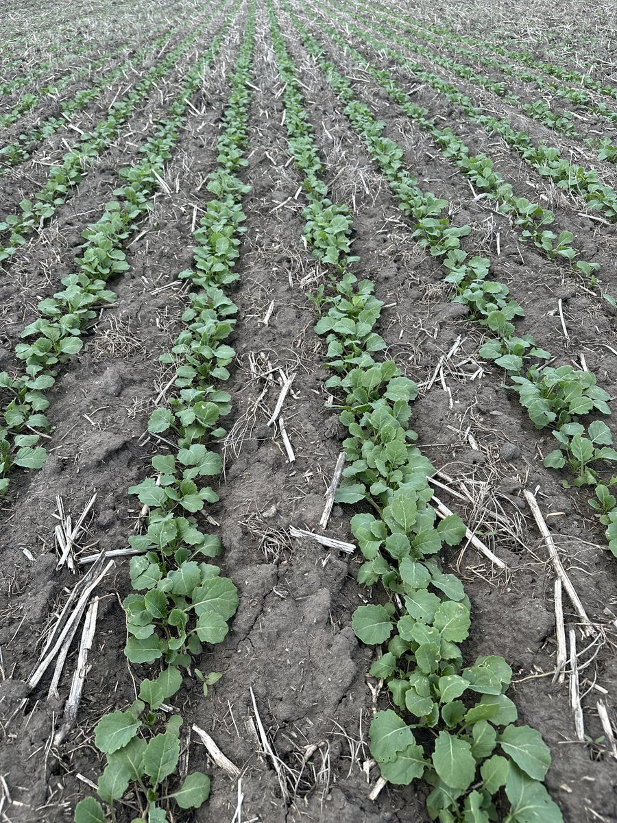 Beautiful day to check on my #InVigor DSTs. Excited to showcase a couple new early InVigors at summer tours! Finally a little heat and the canola is jumping!!