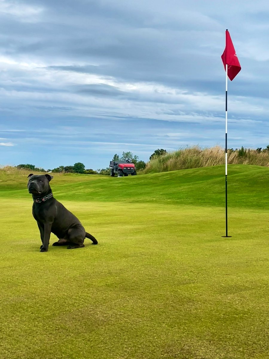 Course check complete Bruce says the irrigation system doing its job ⛳️ <a href="/DogsOfTurf/">Dogs Of Turf</a>