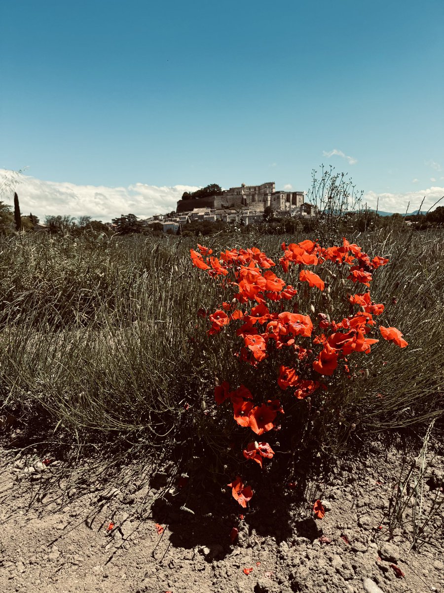 MartinBoelt's tweet photo. Provence Impressions #provence #france #nature #TravelInspiration https://t.co/5oSV1KFuc1