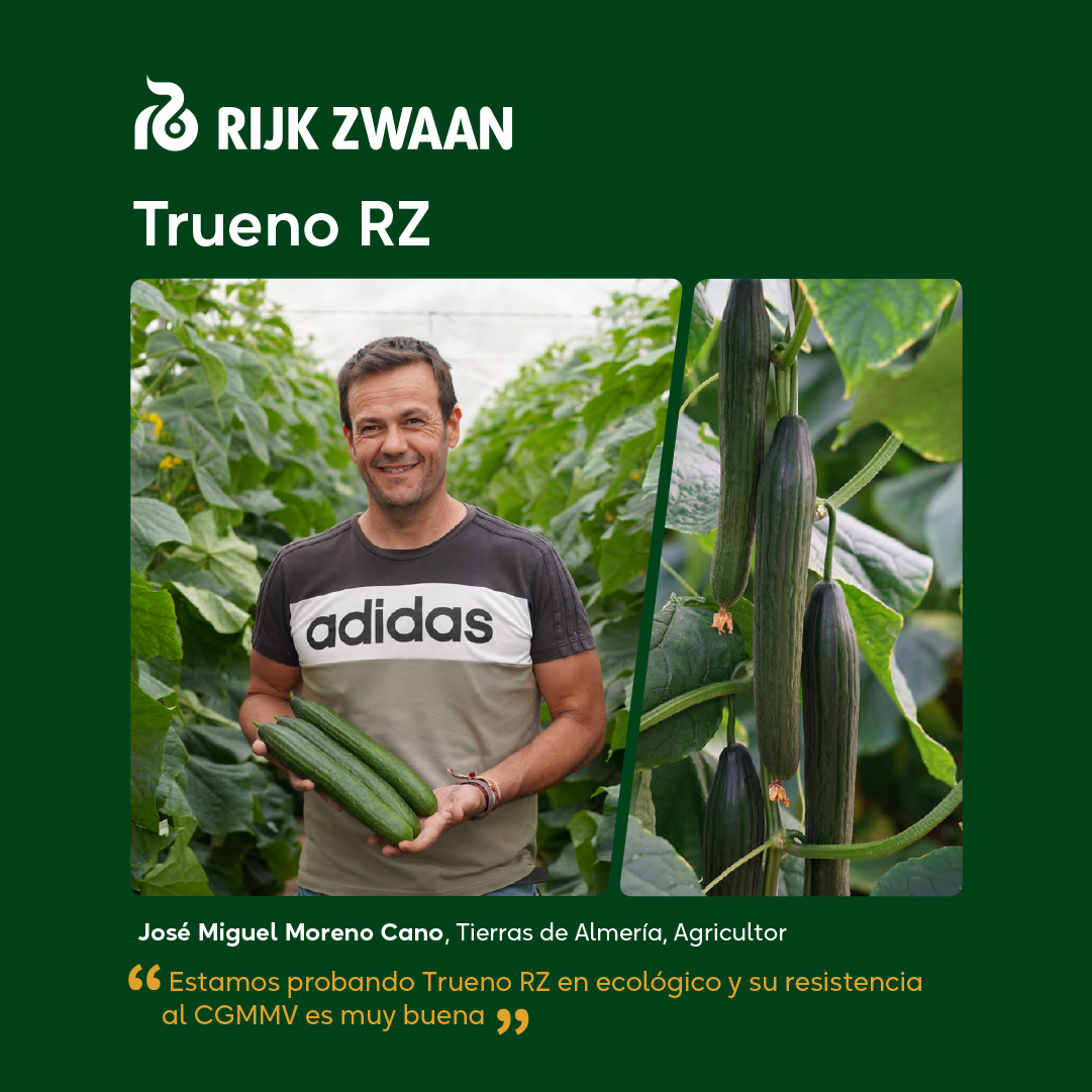 🌱🚜 Testimonio de José Miguel Moreno Cano: "Estamos probando #TruenoRZ en ecológico y su resistencia al CGMMV es muy buena.

Es una variedad vigorosa, con frutos oscuros y por encima de los 400 gramos. Nos está dejando buenas sensaciones". 🌿 #Agricultura #Pepino #RijkZwaan