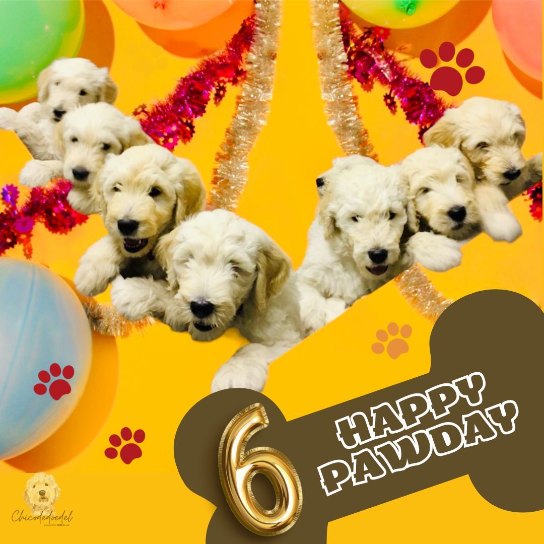 Chicodedoedel tweet media