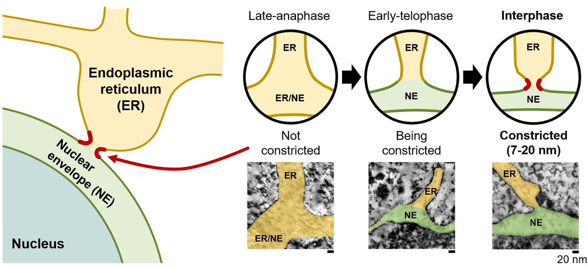 Max Perutz Labs Vienna (@maxperutzlabs) on Twitter photo New publication❕<a href="/ShotaroOtsuka/">Shotaro Otsuka</a> and first author Helena Bragulat-Teixidor published a new study in <a href="/emboreports/">EMBO Reports</a> 👏 They were able to reveal the distinctive morphology of junctions between the ER and the nucleus - implying a putative gatekeeper function ➡️ tinyurl.com/438yxpa5 New publication❕<a href="/ShotaroOtsuka/">Shotaro Otsuka</a> and first author Helena Bragulat-Teixidor published a new study in <a href="/emboreports/">EMBO Reports</a> 👏 They were able to reveal the distinctive morphology of junctions between the ER and the nucleus - implying a putative gatekeeper function ➡️ tinyurl.com/438yxpa5