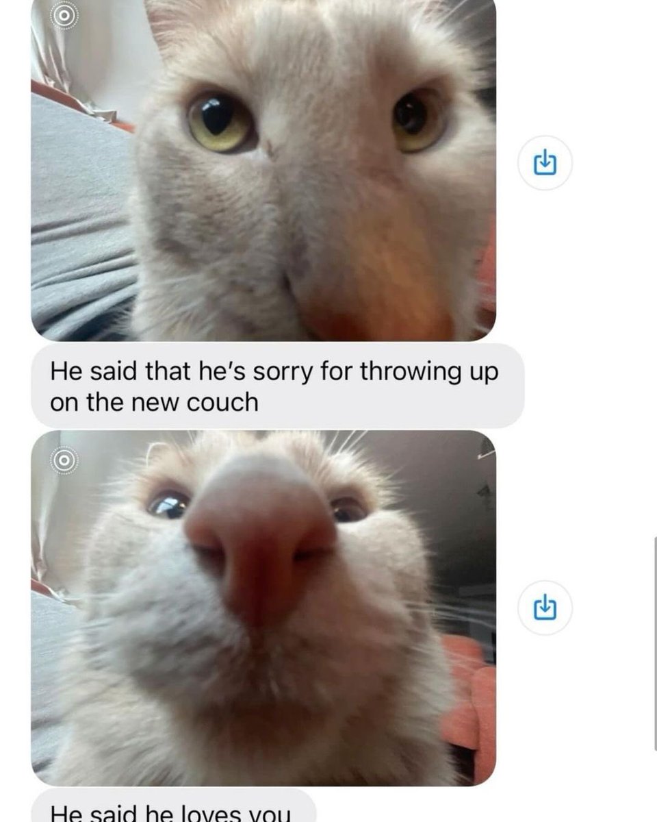 Cat Dealer (@catpicsdealer) on Twitter photo 