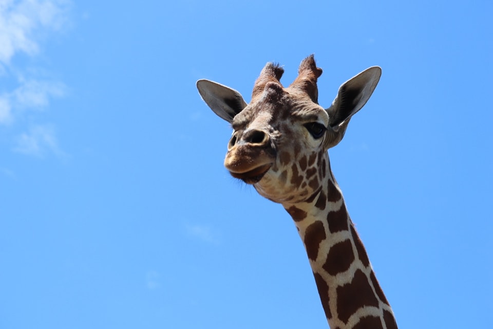 埼玉県こども動物自然公園【公式】🦘 on X