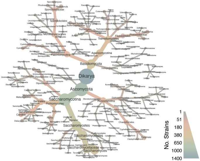 Oleoferm ERA CoBioTech (@oleoferm) on Twitter photo The screening of 1434 yeast strains for the conversion of SCFAs to microbial oils has just been published:
doi.org/10.1038/s41598…
<a href="/JSI_SLO/">Jožef Stefan Institute</a> <a href="/UL_BioTech/">UL, Biotehniška fakulteta</a> <a href="/IMDEA_Energia/">IMDEA Energia</a> #OLEOFERM <a href="/ERA_CoBioTech/">ERA CoBioTech</a> #Biotechnology #ERAnet #ic_mycosmo
#culturecollection_ex The screening of 1434 yeast strains for the conversion of SCFAs to microbial oils has just been published:
doi.org/10.1038/s41598…
<a href="/JSI_SLO/">Jožef Stefan Institute</a> <a href="/UL_BioTech/">UL, Biotehniška fakulteta</a> <a href="/IMDEA_Energia/">IMDEA Energia</a> #OLEOFERM <a href="/ERA_CoBioTech/">ERA CoBioTech</a> #Biotechnology #ERAnet #ic_mycosmo
#culturecollection_ex