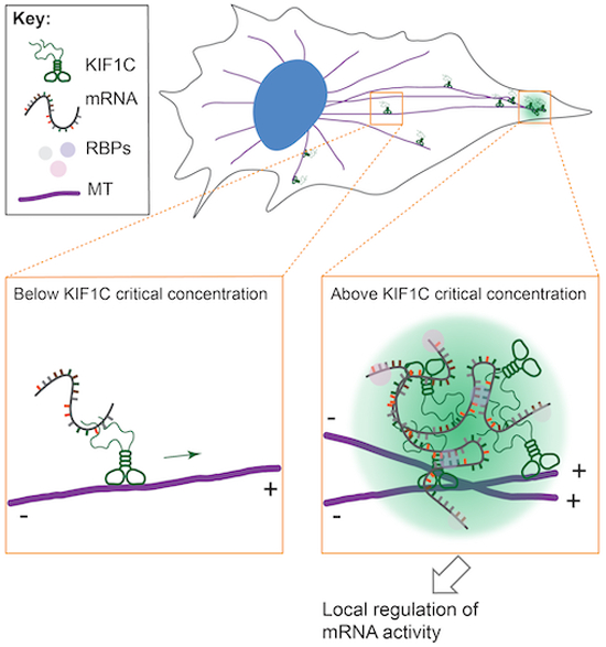 A protein condensate that carries specific mRNAs!

The kinesin-3 KIF1C undergoes liquid-liquid phase separation for accumulation of specific transcripts at the cell periphery
embopress.org/doi/full/10.10…