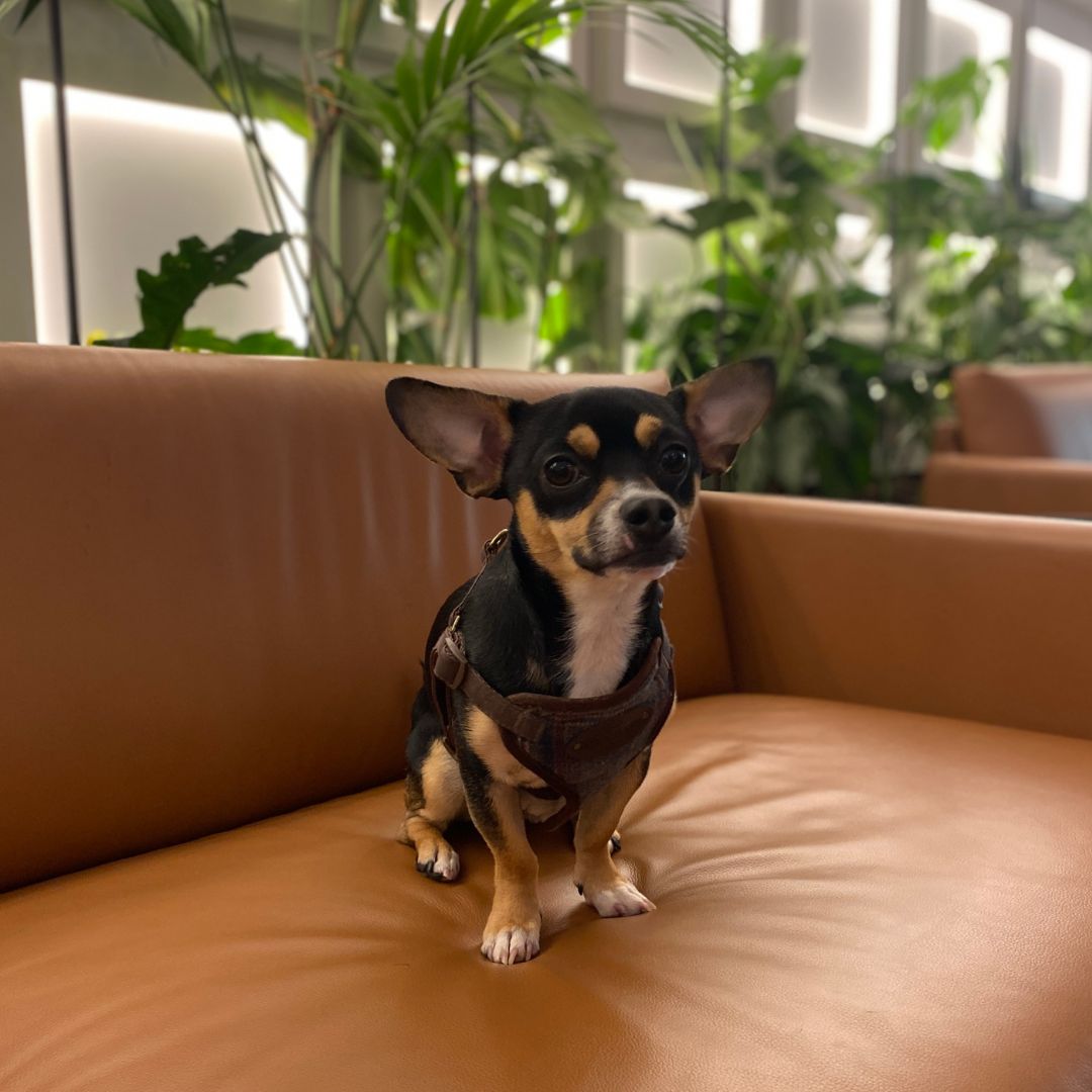 Paws what you're doing because it's #TakeYourDogToWorkDay 🐾 

We provide doggy passports so you can bring your #furryfriend to work with you 🐶 

If you're searching for a dog-friendly #ManchesterOffice please head over to our website: lnkd.in/gA-b6yJM