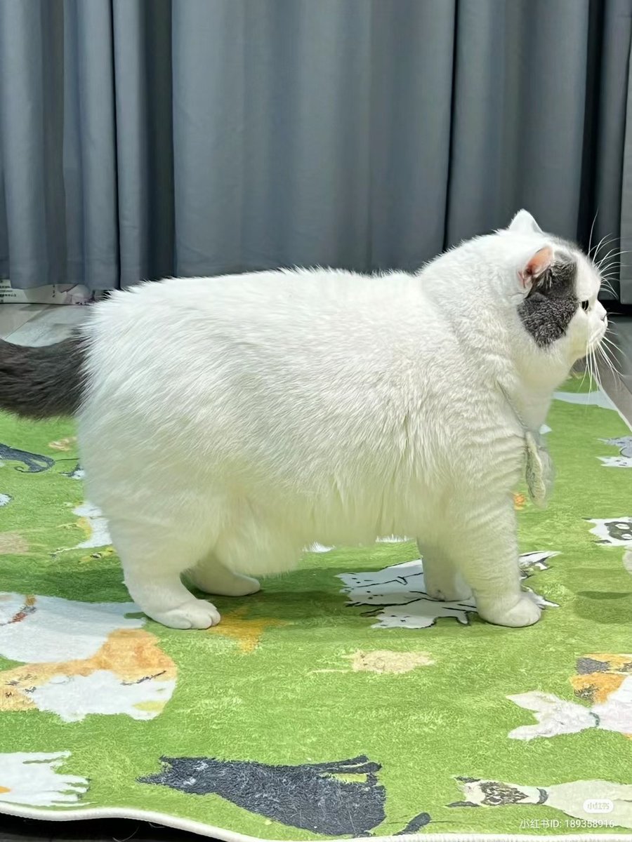 No Context Cats tweet media