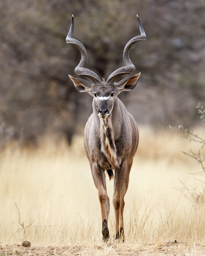 Erindi Game Reserve tweet media