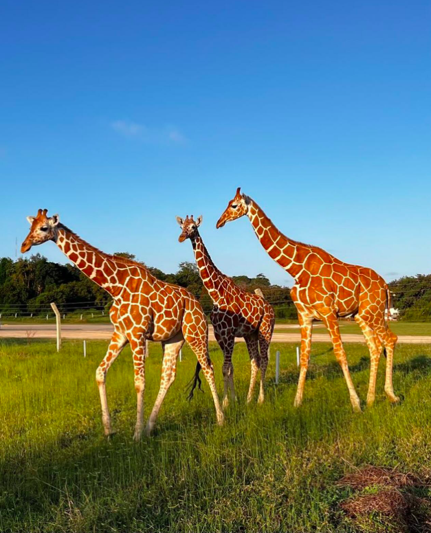 HAPPY WORLD GIRAFFE DAY 2024 
Celebrating Valentine, Kampoe and Chaa at Vipingo Ridge Today.  Read about them here:  vipingoridge.com/blog/giraffes-…