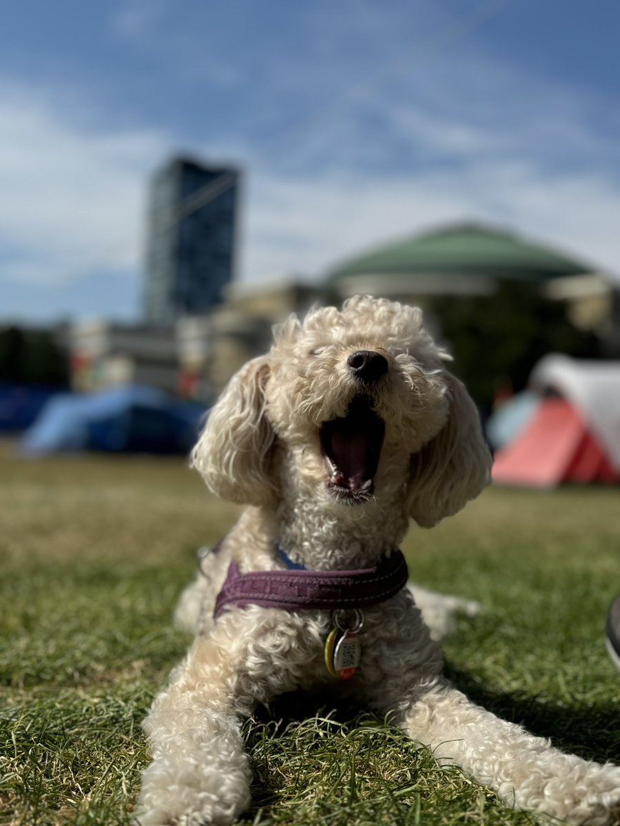 UofT Occupy for Palestine tweet media