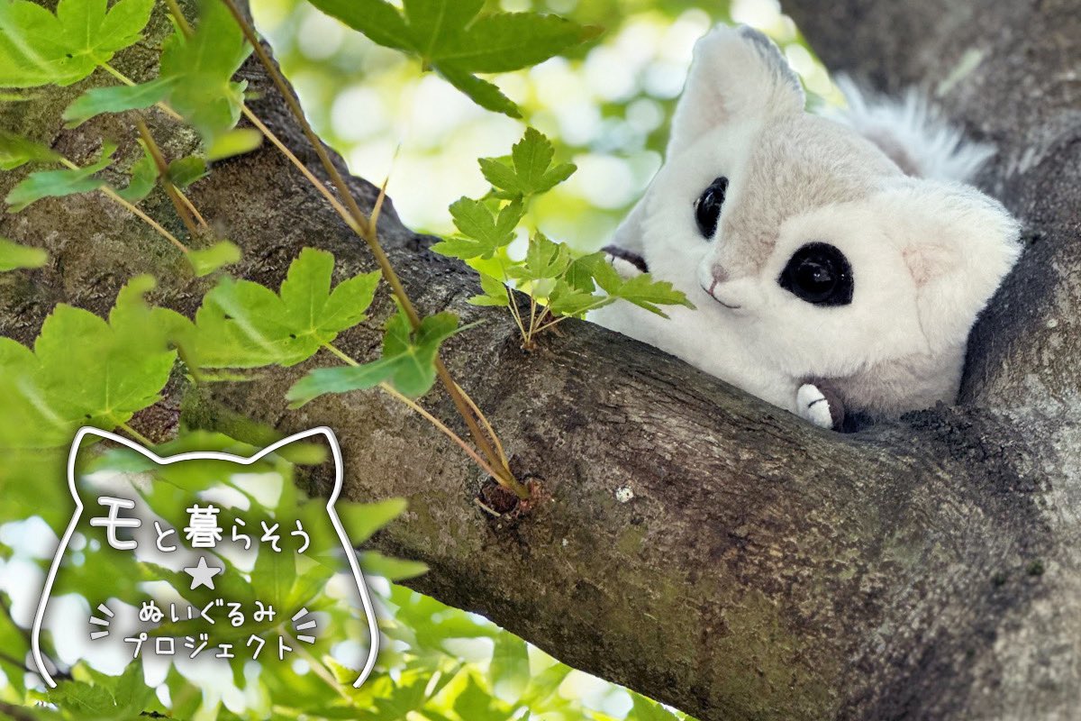 「モ」と暮らそう★ぬいぐるみプロジェクト クラファン 返礼品　茶々 モ」と暮らそう☆ぬいぐるみプロジェクト - CAMPFIRE (キャンプファイヤー)