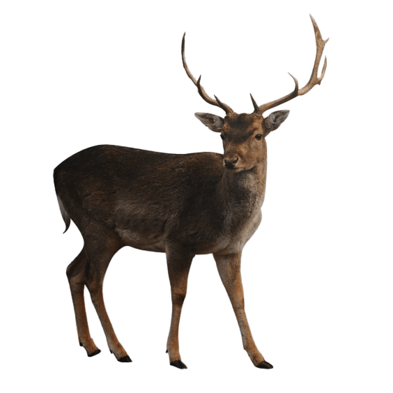 ㅤㅤ˖⸙̭❛ㅤ✗ ㅤ𝕻𝐑𝐎𝐍𝐆𝐒 ㅤ𝑡𝘩𝘦ㅤ  𝑑𝑒𝑒𝑟 ㅤ  𝑡𝘩𝘢𝘵 ㅤ 𝖈͟𝖆͟𝖒͟𝖊ㅤ𝑓𝘳𝘰𝘮ㅤ 𝑡𝘩𝘦ㅤ 𝕱𝐼͟𝑅͟𝐸͟ㅤ﹒⌗﹒𝕻𝑼𝑹𝑬ㅤ𝕬𝐿𝑂𝑂𝐷. 〞
 ㅤㅤ· ──⎰  there'sㅤ only ㅤ one  ㅤ𝒍𝒊𝒇𝒆,  ㅤenjoy ㅤ 𝑦𝑜𝑢𝑟𝑠𝑒𝑙𝑓.
 ㅤㅤI solemnly swear, that I'm up to no 𝕲𝐎𝐎𝐃.