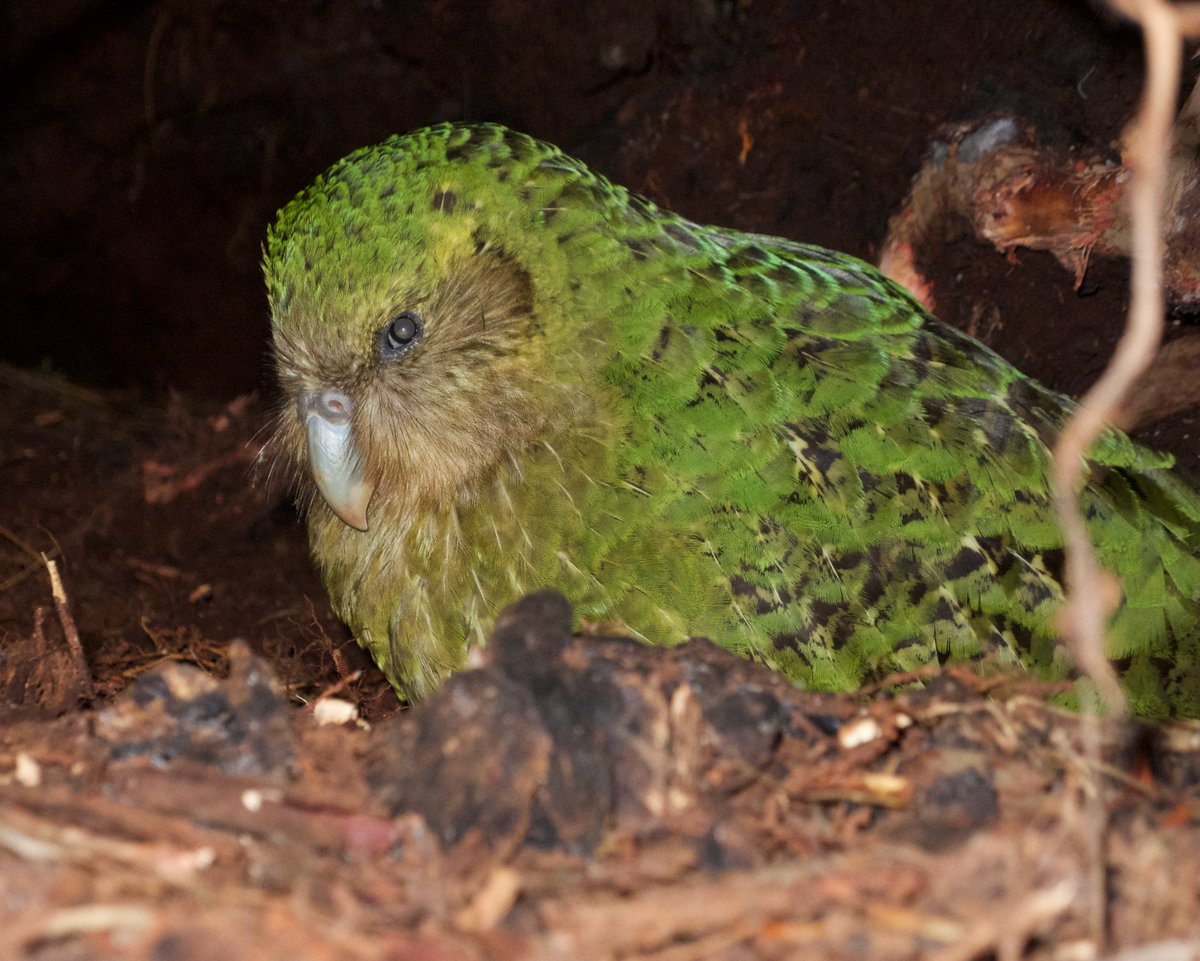 To mark the season we’re offering a new special edition #kakapo adoption: Solstice, who 27 years ago today was the last kākāpō discovered from the original population. Available until 21 July. Adoptions provide vital support for our #conservation work. doc.govt.nz/our-work/kakap…
