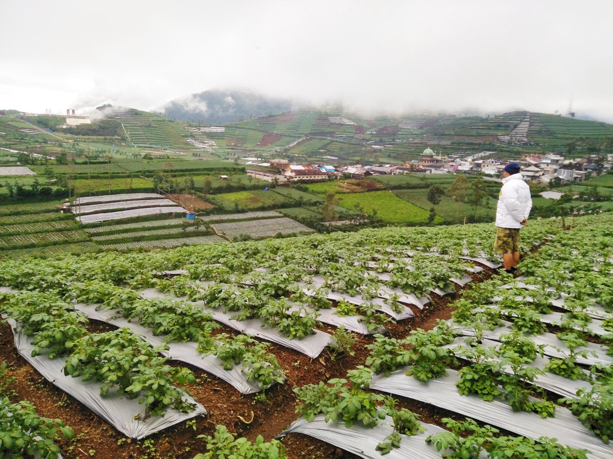 Hari ini diperingati sebagai Hari Krida Pertanian.
Peringatan ini muncul untuk mengapresiasi sektor pertanian yang menjadi tonggak kehidupan di negara Indonesia. Kami pun turut merayakan peringatan ini sebagai bagian dari masyarakat yang bekerja di bidang pertanian.

#tanijiwo