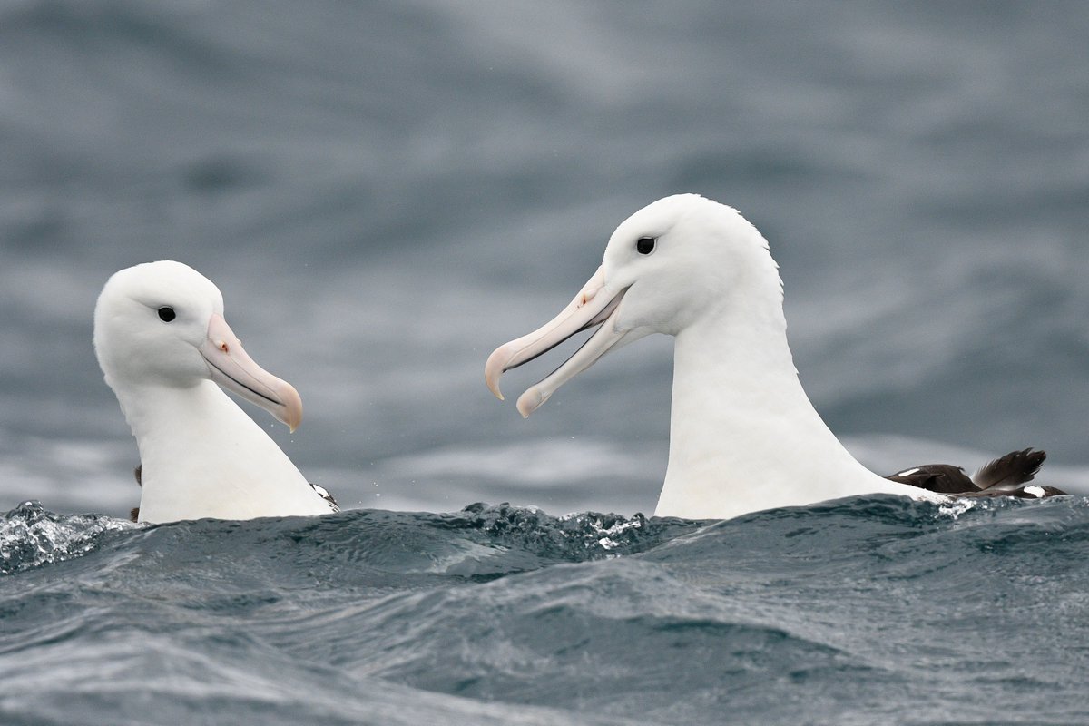 Seabirding ~ Kate Sutherland tweet media