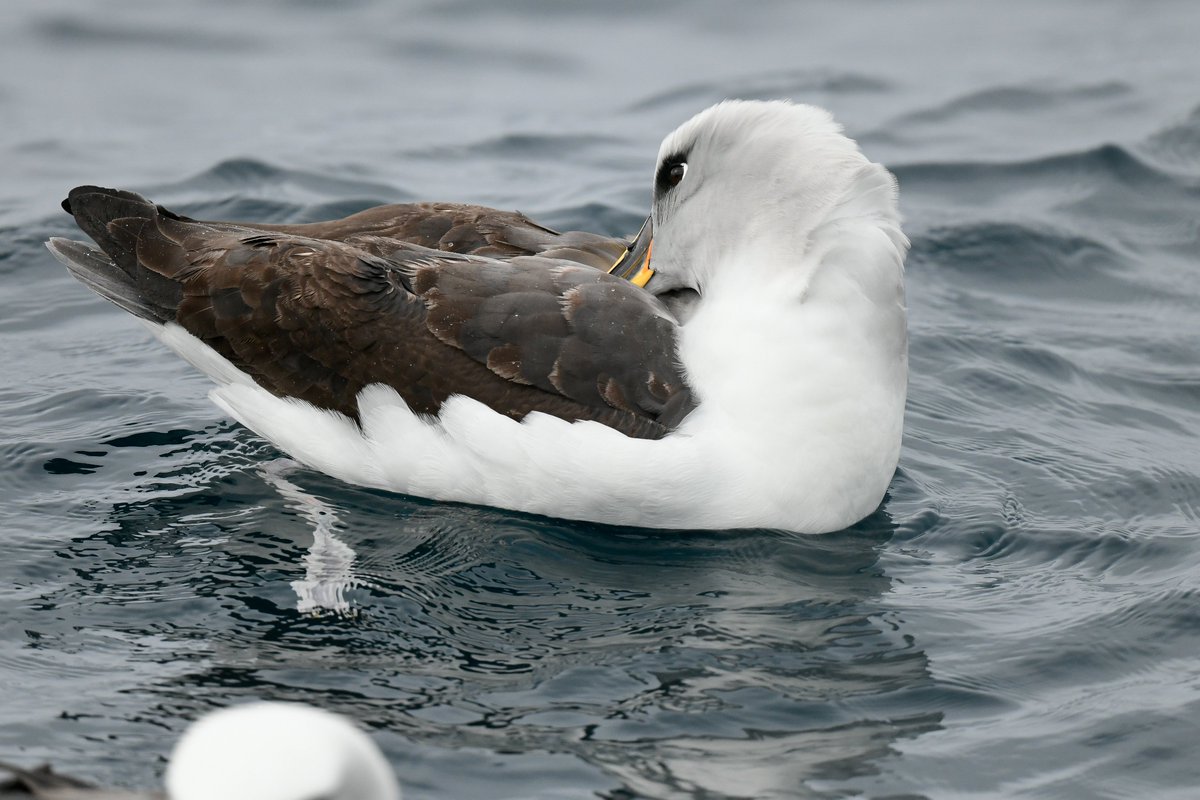 Seabirding ~ Kate Sutherland tweet media